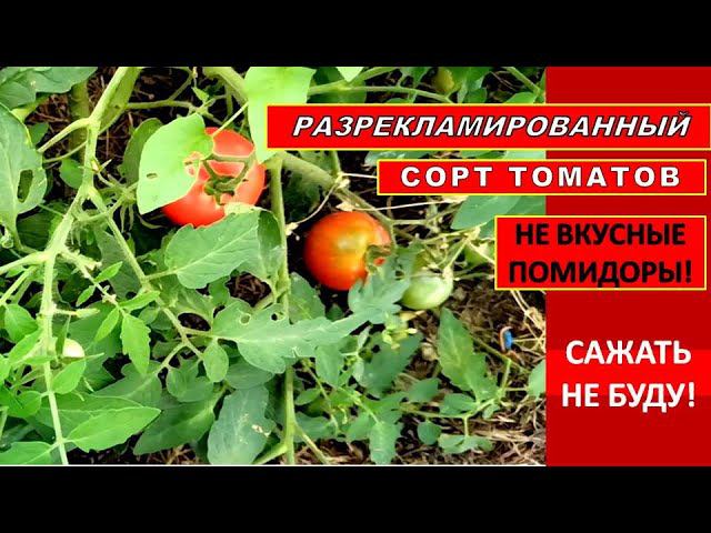 САЖАЛА НЕ УРОЖАЙНЫЙ СОРТ ТОМАТОВ  ПОМИДОРЫ НЕ ВКУСНЫЕ. САЖАТЬ БОЛЬШЕ НЕ БУДУ.