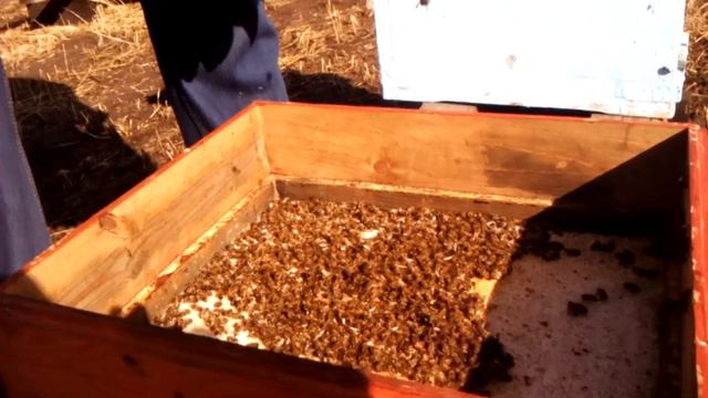 Многокорпусное пчеловодвсво в Сибири, весна! смотреть онлайн