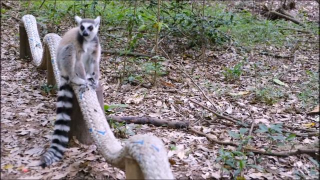 Музыка для души! И потешные животные и птицы Австралии! #best #relaxmusic #релакс #australia #relax смотреть онлайн