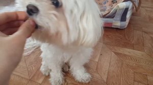 ЛаЙфХаКи ДлЯ СоБаКи/мальтезе/Кристина&Марчик