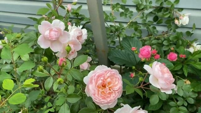 Розы Кордес Юбилей, Помпонелла, Вилдив??♀️???♀️???♀️