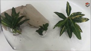 КРОТОН Gold Moon ВЕСЬ в ПАУТИННОМ КЛЕЩЕ. Как вытравить клеща с первой попытки с помощью АнтиклещПро
