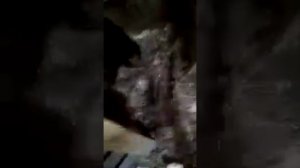 Использование Байкал ЭМ и Сияние для теплой подстилки для кур