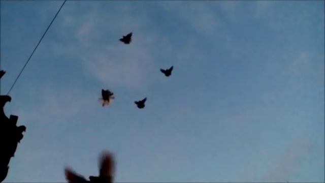 2.02.16 Мариуполь НГ вечерняя разминка и немного поснимал слет смотреть онлайн