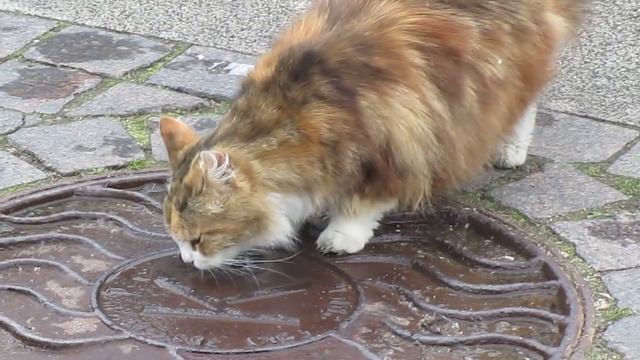 Кот в зоопарке смотреть онлайн