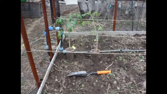 30.03.2017 Высадка в ОГ томатов высеянных 20 янв. 2017 смотреть онлайн