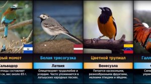 Национальные Птицы // Символы Стран (Сравнение)
