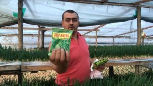 1/20ВЫРАЩИВАНИЕ ЛУКА НА ПЕРО от А до Я. growing onions on a feather from A to Z