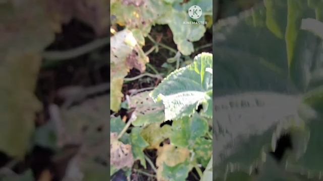 🥒 Что случилось с огурцами?
