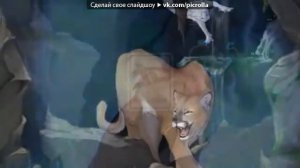 Коты воители смерть Ласточки