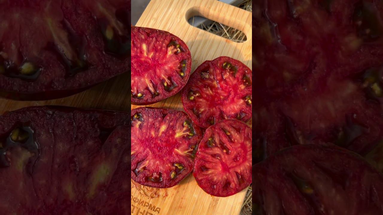 Полосатый шоколад — изысканно вкусный томат! #SemenaPartnerShorts