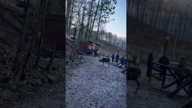 Волшебный лес ,продолжение смотреть онлайн