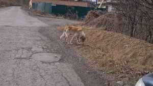 Спасительная таблетка для больной собаки