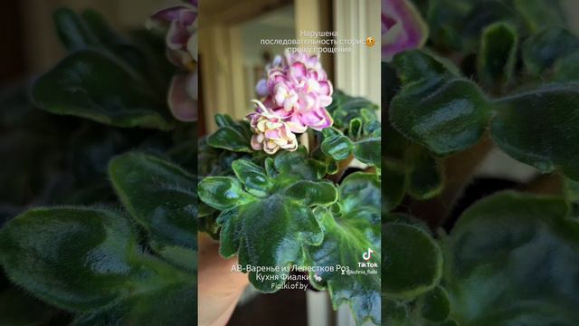 🐇🌸АВ-Варенье из Лепестков Роз. Уникальный сорт.