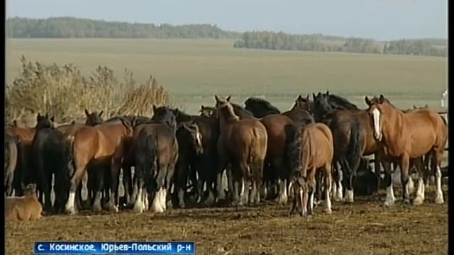 Кража племенных лошадей смотреть онлайн