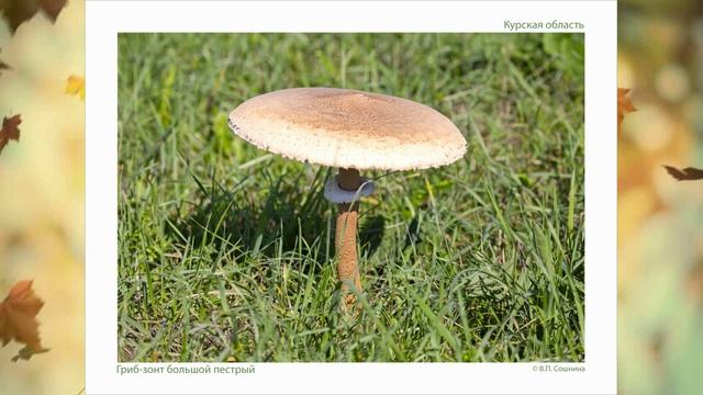 Экосистема Курского края. Царство грибов