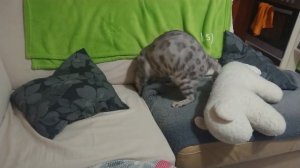Бенгальский кот бесится после расчесывания.