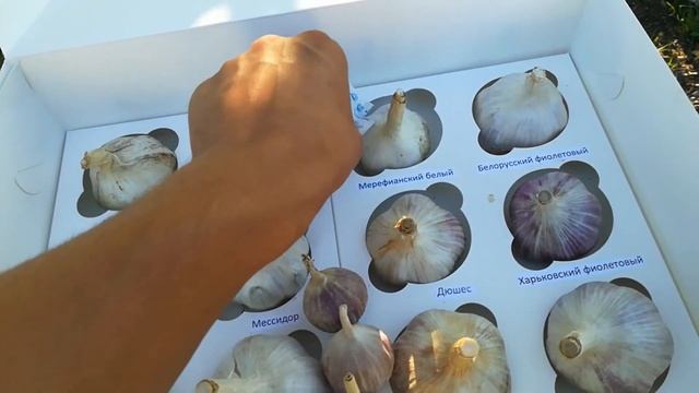 Генеральские наборы чеснока.Продажа открыта!