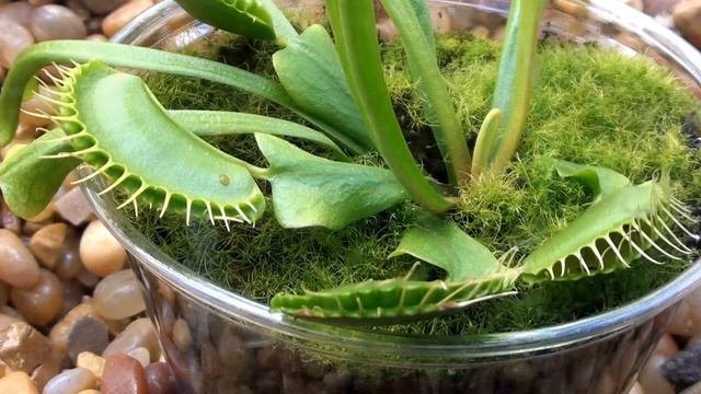Растения хищники. Сarnivorous Plants