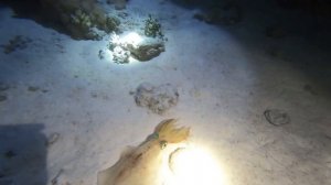 Это невероятно!!! Ночной дайвинг. Красивый кальмар в Красном море