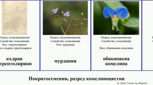 Покритосеменни, разред комелиноцветни angiosperms обикновена понтедерия Кализия комелина Seasons