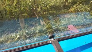 Трактор МТЗ 82.1 с роторной косилкой Виракс в работе.