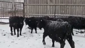 Бычки на откорме. Бычки Абердн-Ангусы. КРС из России.