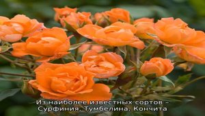 Как выглядит петуния Селебрити и ее особенности