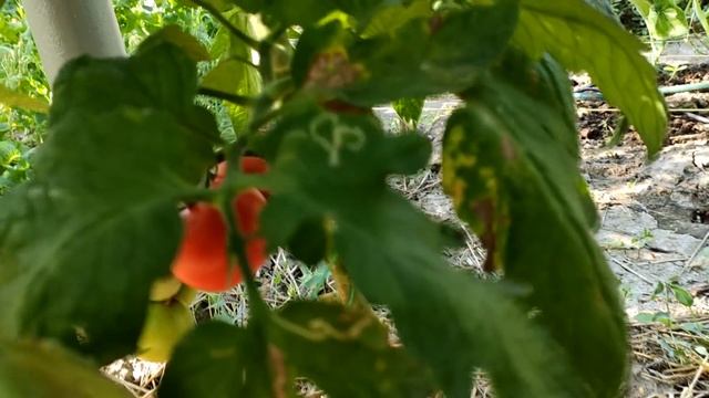 Лето в середине декабря. смотреть онлайн