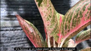 Aglaonema Plants | Aglaonema plant propagation | How to correctly grow aglaonema plants