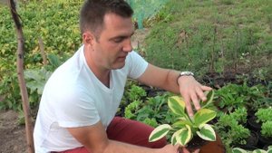 Hosta 'Brim Cup' - Árnyékliliom - Évelő kertészet - online növényrendelés