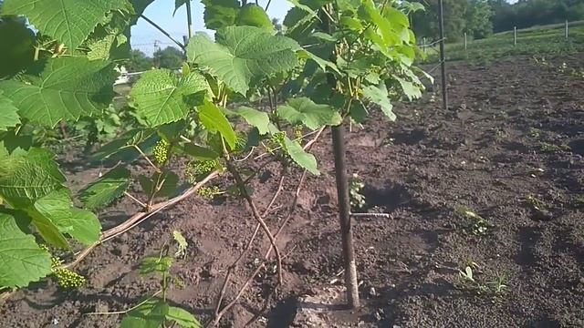 Обработка виноградника бором перед цветением смотреть онлайн