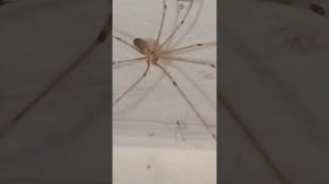 Рождение пауков