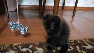 О котенке породы Scottish Fold (шотландская вислоухая).Проект "Бросаю курить" день седьмой.