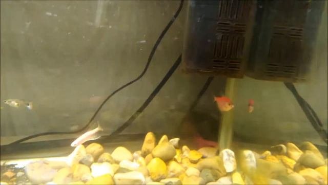 Аквариум на 100 литров.Бурые (диатомовые) водоросли