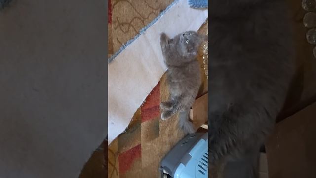 Мы делили ковролин... Часть третья. смотреть онлайн