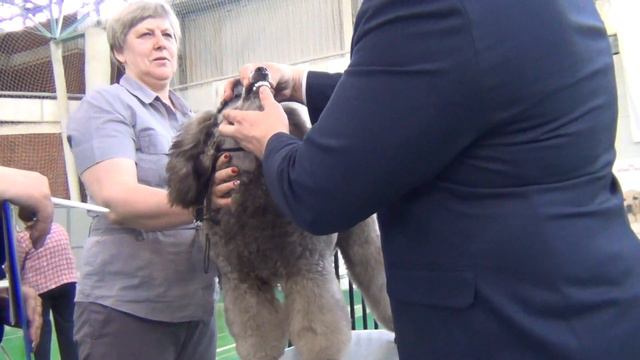 104 Моно пуделей 27.04.2019. Екатеринбург. смотреть онлайн