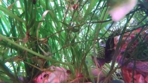 Про сомов Анциструсов  Отличие самца анциструса,  от самки, аквариумные рыбки, сомы присоски