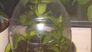 Мята на подоконнике.  самый простой способ выращивания