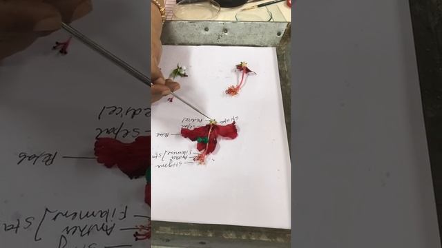 Taxonomy Family Malvaceae смотреть онлайн