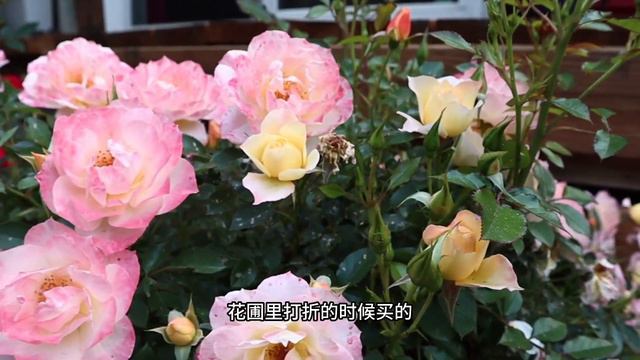 SUB） 五月的花园里开了些什麼花｜May Garden Tour｜杜鹃花，玫瑰花，芍药，鸢尾等等，我们一同赏花吧 смотреть онлайн