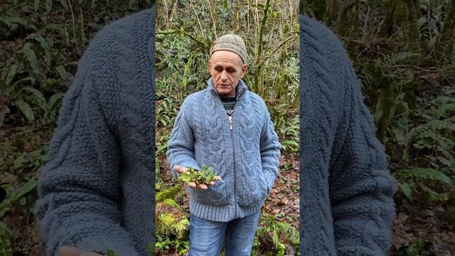 Исландский мох - лучшее средство от кашля смотреть онлайн