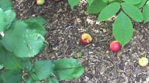 слива  белая  медовая