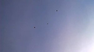 НИКОЛАЕВСКИЕ ГОЛУБИ .г САЛЬСК