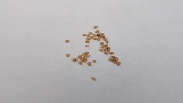 Качество семян известных агрофирм // какие семена выбрать??? смотреть онлайн