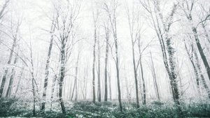 Футаж. Осенний пейзаж 9