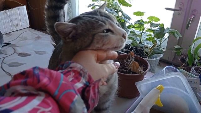 Привезли уголь/ на ужин картофельная запеканка/ покатались на коньках смотреть онлайн