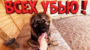 УБИЙЦА ВОЛКОДАВ УЖЕ НЕ МОЖЕТ ОСТАНОВИТЬСЯ !