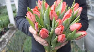 Вирощування тюльпанів. Тюльпан Іль Де Франс. Tulips Ile De France / Выращивание тюльпанов