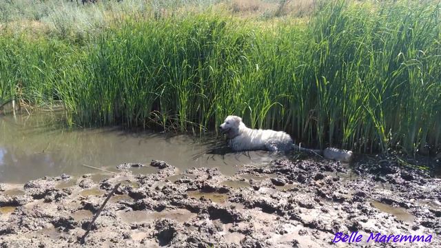 Белль понравилось купаться в болоте.Мареммо-абруццкая овчарка Belle enjoyed swimming in the swamp. смотреть онлайн